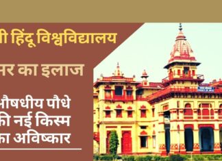 बीएचयू ने किया औषधीय पौधे की नई किस्म का अविष्कार, कैंसर का करेगा इलाज