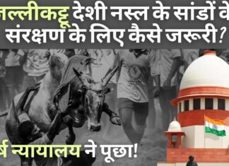 जल्लीकट्टू देशी नस्ल के सांडों के संरक्षण के लिए कैसे जरूरी? सर्वोच्च न्यायालय ने तमिलनाडु से पूछा! जल्लीकट्टू